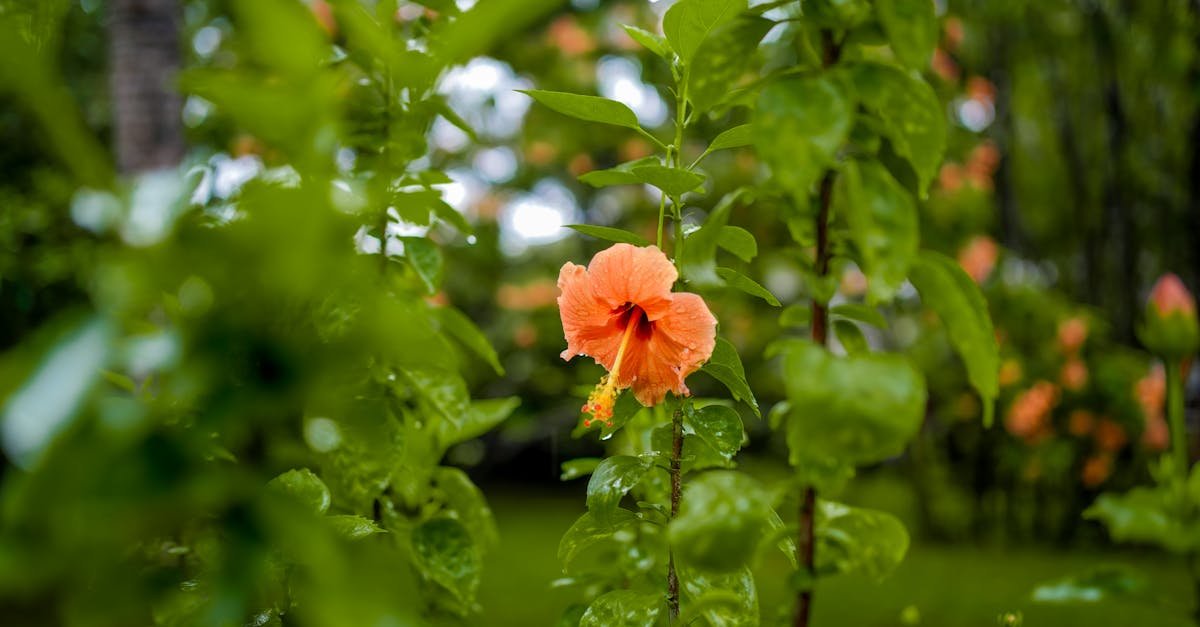 Late-Autumn Pruning Secrets for a Bloom-Heavy Syrian Hibiscus