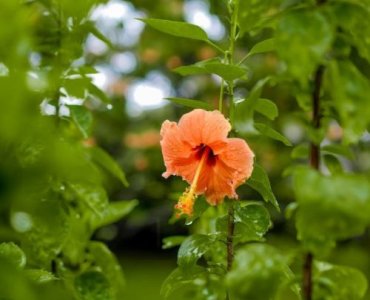 Late-Autumn Pruning Secrets for a Bloom-Heavy Syrian Hibiscus