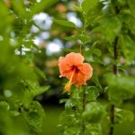 Late-Autumn Pruning Secrets for a Bloom-Heavy Syrian Hibiscus