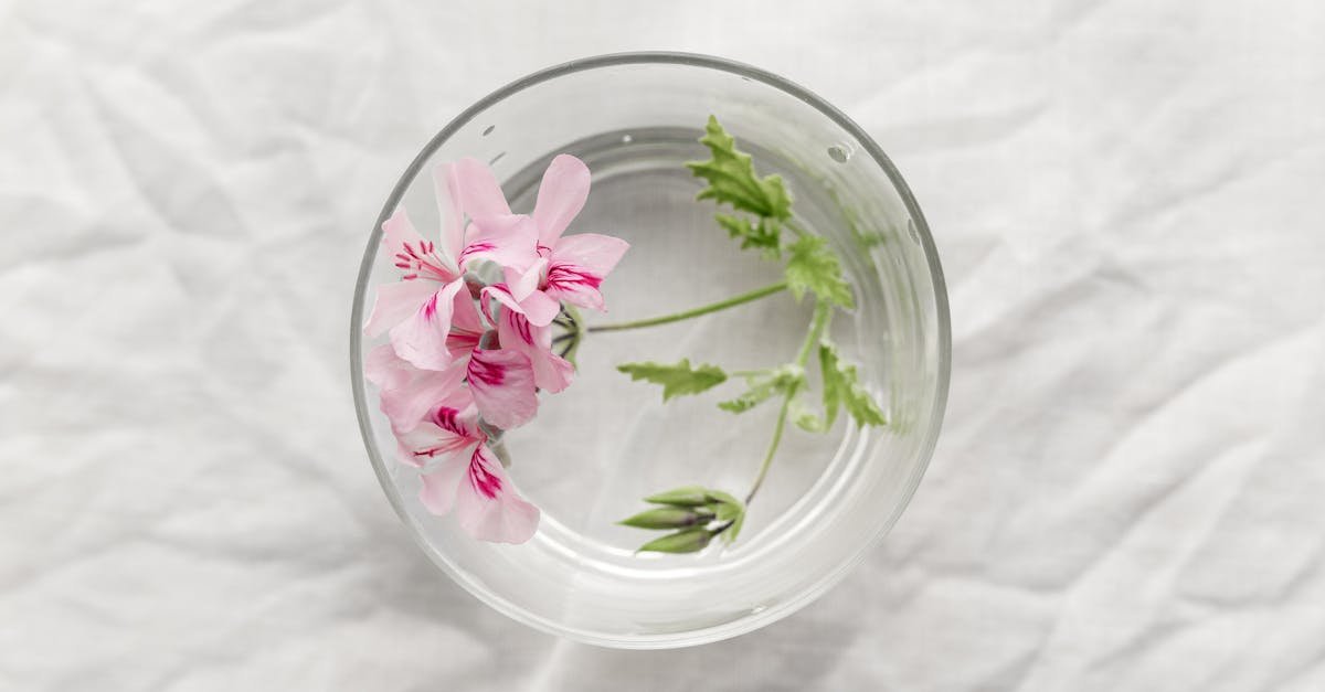 Grow More Geraniums Fast: A Foolproof Water-Rooting Guide