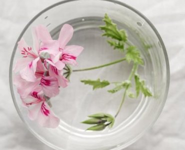Grow More Geraniums Fast: A Foolproof Water-Rooting Guide