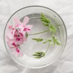 Grow More Geraniums Fast: A Foolproof Water-Rooting Guide