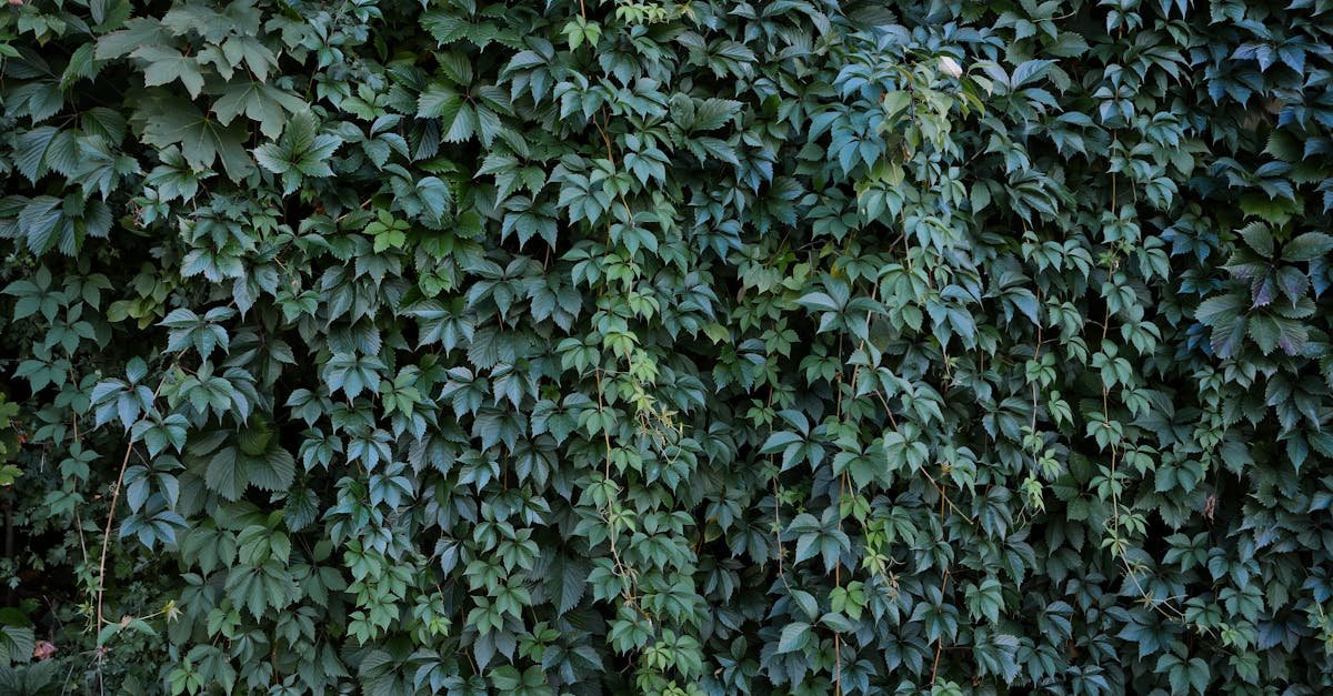 Turn Your Fence into a Four-Season Green Wall: Choosing the Right Evergreen Climbers