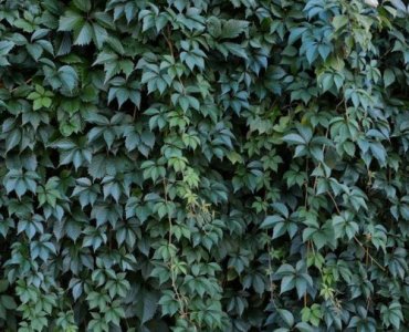 Turn Your Fence into a Four-Season Green Wall: Choosing the Right Evergreen Climbers