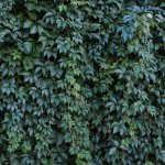 Turn Your Fence into a Four-Season Green Wall: Choosing the Right Evergreen Climbers