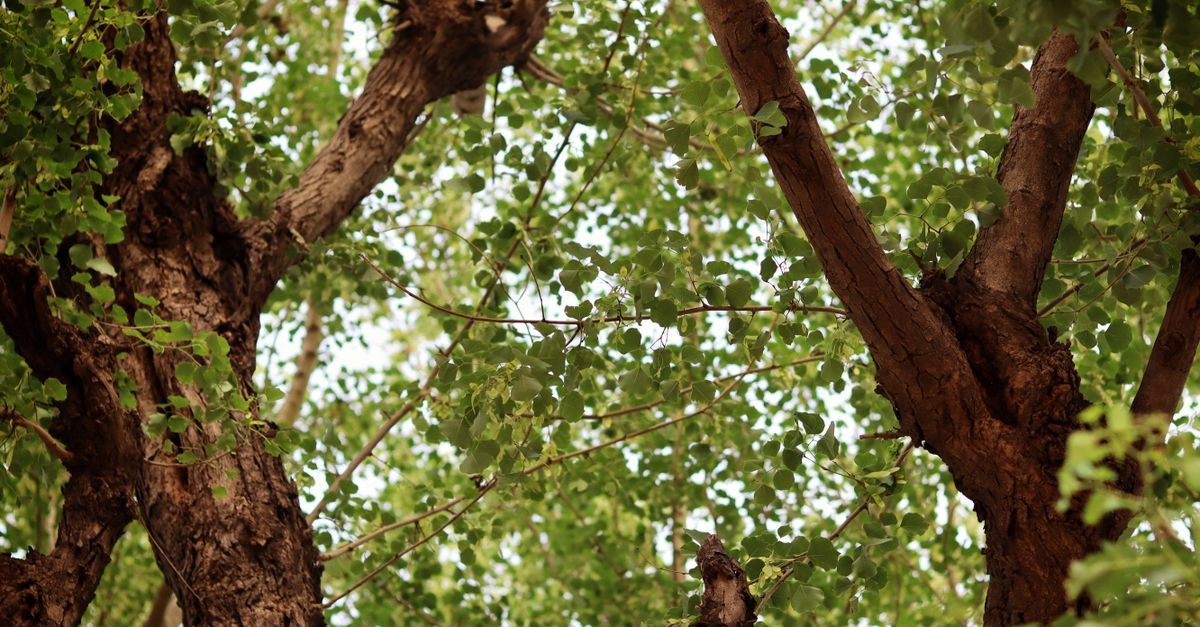 Smart Shade: How to Pick the Perfect Deciduous Trees for a Cooler, Greener Yard