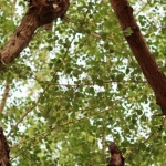 Smart Shade: How to Pick the Perfect Deciduous Trees for a Cooler, Greener Yard