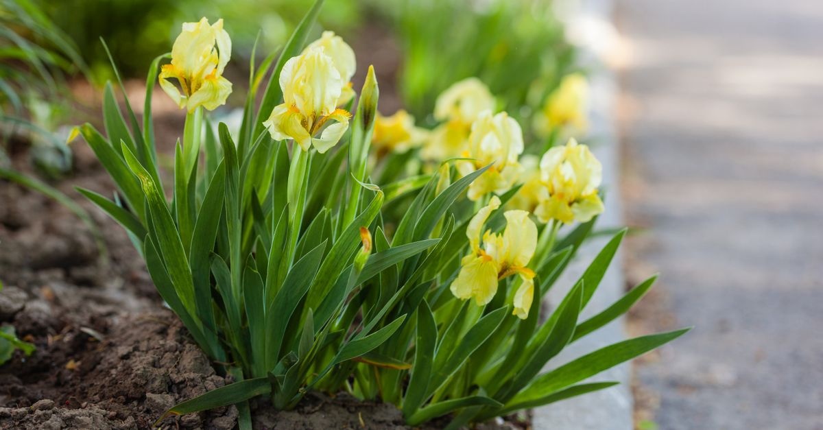 Nourish Your Irises the Natural Way: An Autumn Guide to Organic Feeding for Spectacular Spring Blooms