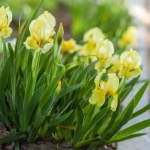 Nourish Your Irises the Natural Way: An Autumn Guide to Organic Feeding for Spectacular Spring Blooms