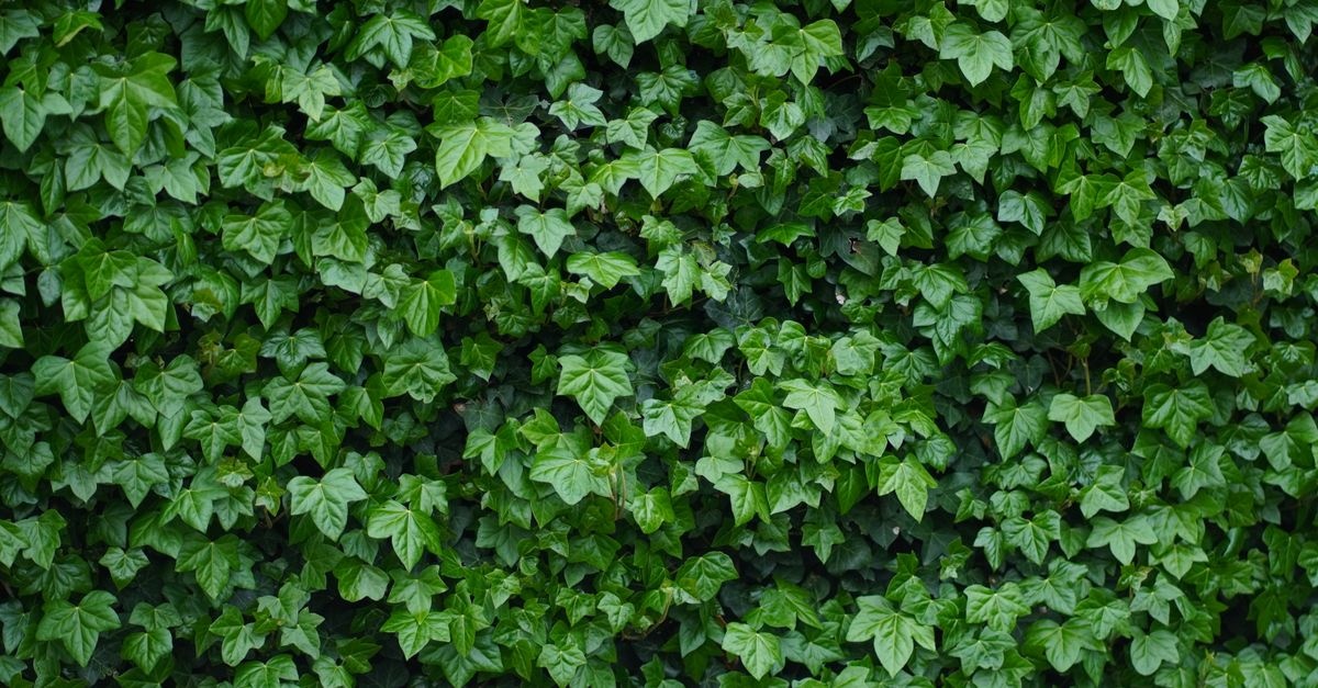 From Bare Brick to Lush: Picking the Perfect Common Ivy for Your Walls