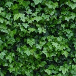 From Bare Brick to Lush: Picking the Perfect Common Ivy for Your Walls