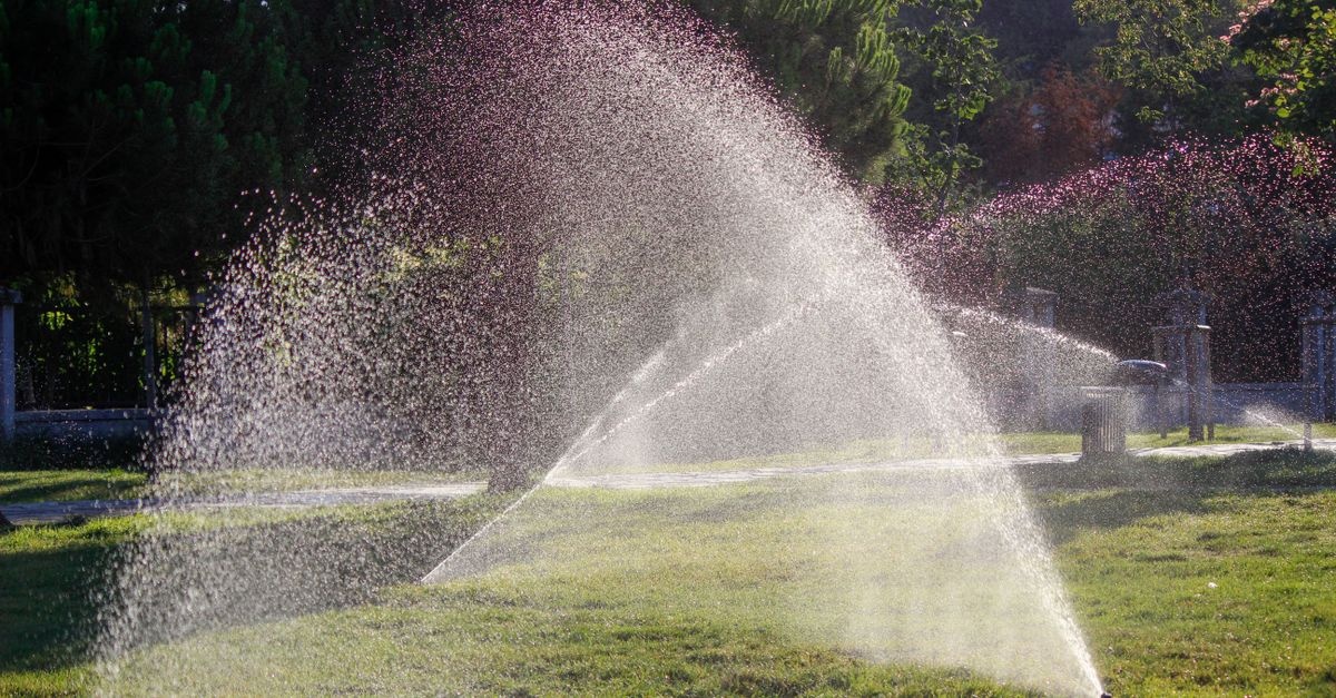 Smart Drip Ideas for Thriving Fruit Shrubs: Easy Weekend Upgrades to Save Water and Boost Yields