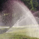 Smart Drip Ideas for Thriving Fruit Shrubs: Easy Weekend Upgrades to Save Water and Boost Yields