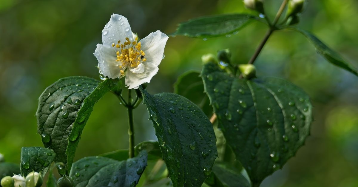Root Your Own Mock Orange: Simple Cuttings for a Garden Bursting with Fragrance