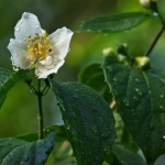 Root Your Own Mock Orange: Simple Cuttings for a Garden Bursting with Fragrance