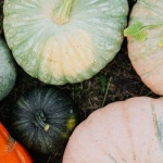 Gourd-geous Garden Glow-Up: Autumn Pumpkin Styling Ideas You'll Love