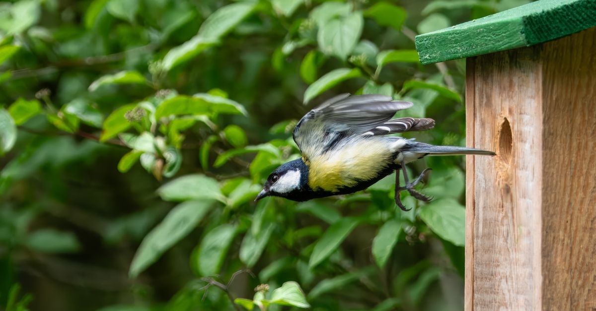 Build a Cozy Nesting Box for Blue and Great Tits: A Weekend DIY to Welcome Garden Songbirds