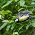 Build a Cozy Nesting Box for Blue and Great Tits: A Weekend DIY to Welcome Garden Songbirds