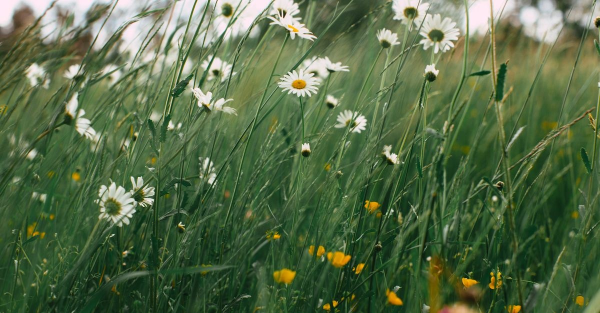 From Lawn to Living Meadow: Planting Native Grasses and Wildflowers the Easy Way