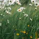 From Lawn to Living Meadow: Planting Native Grasses and Wildflowers the Easy Way